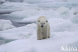 Polar bear (Ursus maritimus) 