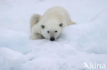 Polar bear (Ursus maritimus) 