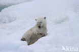 Polar bear (Ursus maritimus) 