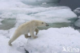 Polar bear (Ursus maritimus) 