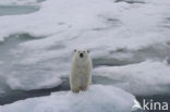 Polar bear (Ursus maritimus) 