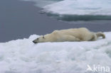 Polar bear (Ursus maritimus) 