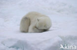 Polar bear (Ursus maritimus) 