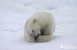 Polar bear (Ursus maritimus) 