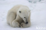 Polar bear (Ursus maritimus) 