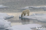 Polar bear (Ursus maritimus) 