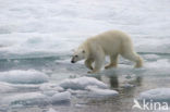 Polar bear (Ursus maritimus) 