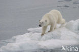 Polar bear (Ursus maritimus) 