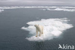 Polar bear (Ursus maritimus) 