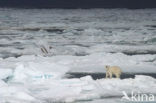 Polar bear (Ursus maritimus) 