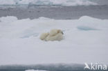 Polar bear (Ursus maritimus) 