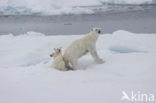 Polar bear (Ursus maritimus) 