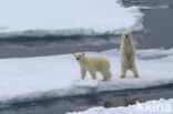 Polar bear (Ursus maritimus) 