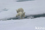 Polar bear (Ursus maritimus) 