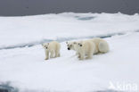 Polar bear (Ursus maritimus) 