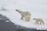 Polar bear (Ursus maritimus) 