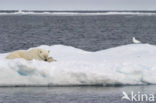 Polar bear (Ursus maritimus) 