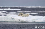 Polar bear (Ursus maritimus) 