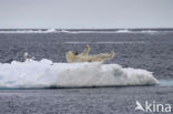 Polar bear (Ursus maritimus) 