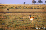 Impala (Aepyceros melampus)