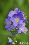 Jakobsladder (Polemonium caeruleum)