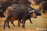 Cape buffalo (Syncerus caffer)