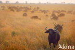 Cape buffalo (Syncerus caffer)