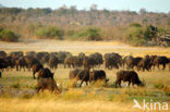 Cape buffalo (Syncerus caffer)