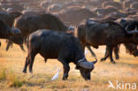 Cape buffalo (Syncerus caffer)