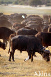 Kaapse buffel (Syncerus caffer)