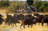 Kaapse buffel (Syncerus caffer)