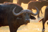 Kaapse buffel (Syncerus caffer)