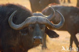 Cape buffalo (Syncerus caffer)