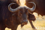 Cape buffalo (Syncerus caffer)