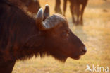 Kaapse buffel (Syncerus caffer)