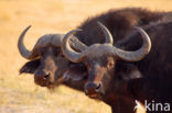 Kaapse buffel (Syncerus caffer)