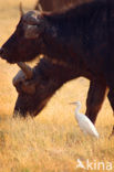 Kaapse buffel (Syncerus caffer)