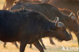 Cape buffalo (Syncerus caffer)