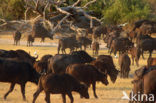 Cape buffalo (Syncerus caffer)