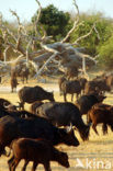 Cape buffalo (Syncerus caffer)