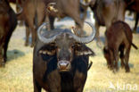 Kaapse buffel (Syncerus caffer)