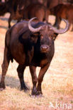 Cape buffalo (Syncerus caffer)