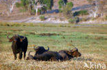 Kaapse buffel (Syncerus caffer)