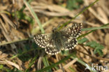 Kalkgraslanddikkopje (Spialia sertorius) 