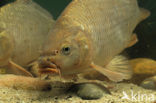 Karper (Cyprinus carpio) 