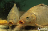 Common Carp (Cyprinus carpio) 