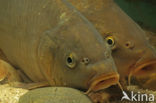 Karper (Cyprinus carpio) 