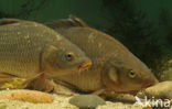 Common Carp (Cyprinus carpio) 