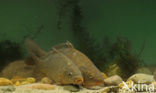 Karper (Cyprinus carpio) 