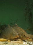 Karper (Cyprinus carpio) 